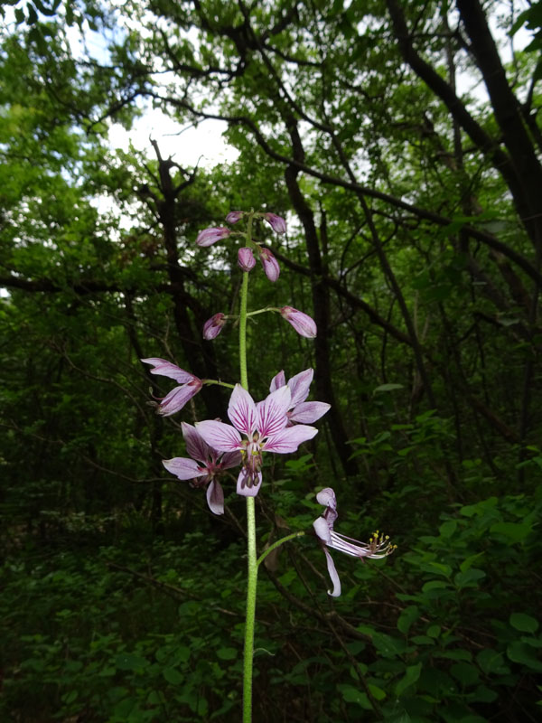 Dictamnus albus (Rutaceae)